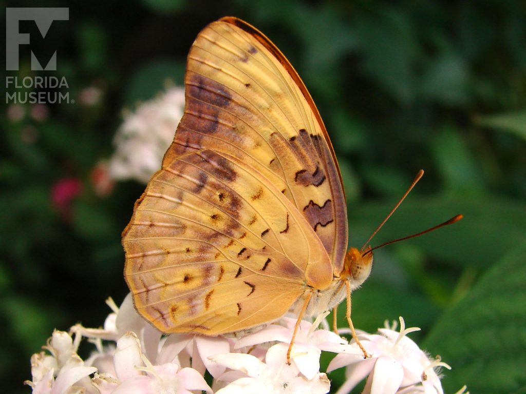 Common Leopard butterfly with closed wings. Male and female butterflies look similar. Butterfly is orange with many mottled brown markings.