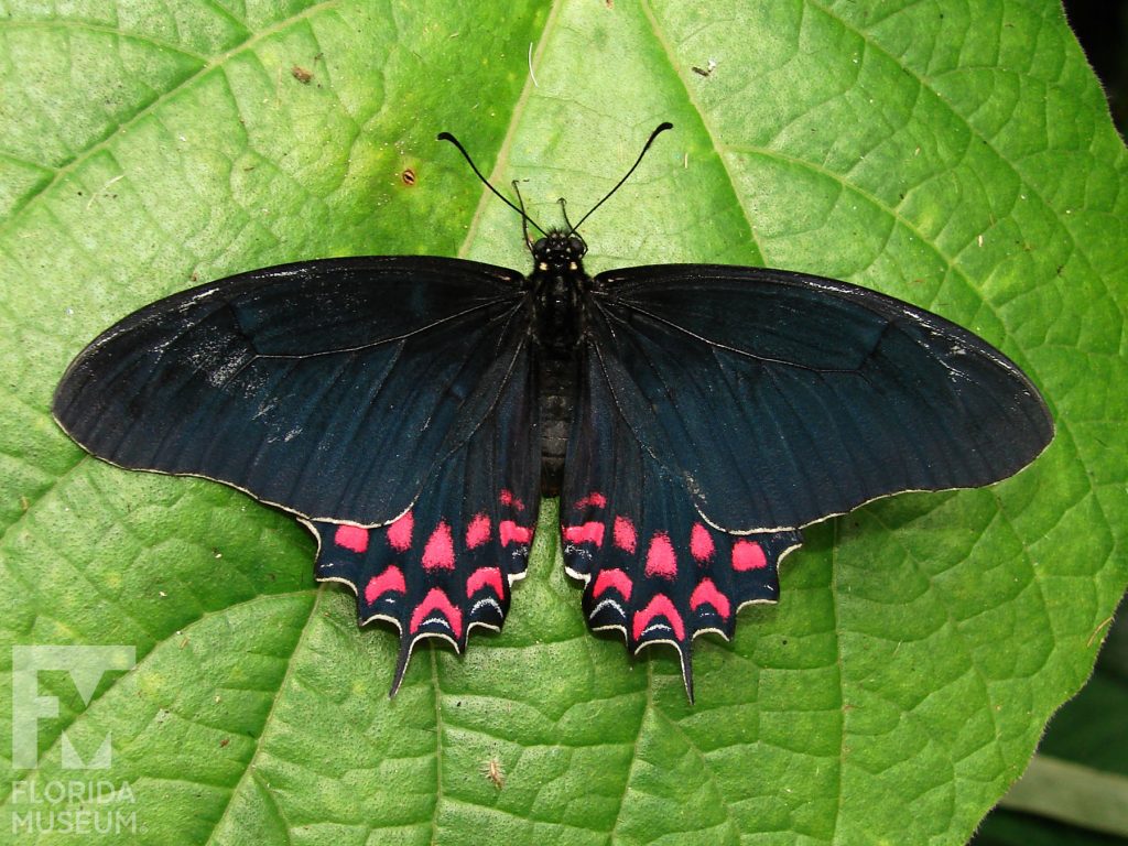Crescent Swallowtail Butterfly with wings open. Wings end in several thin points. The butterfly is black with red markings.