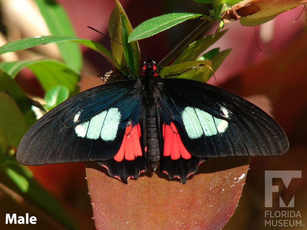 Male True Cattleheart butterfly with open wings. Butterfly is black with white and red markings.
