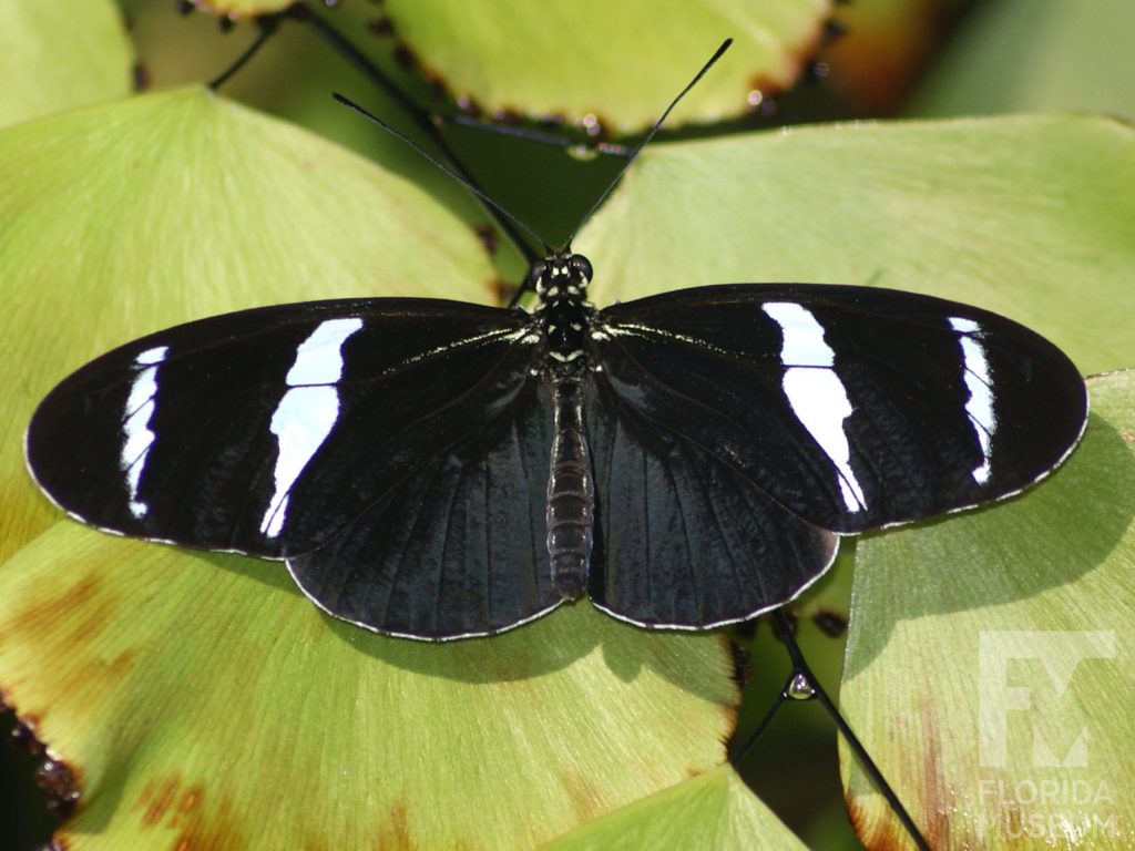 Antiochus Longwing butterfly with open wings. Male and female butterflies look similar. Butterfly has long narrow wings. Wings are black with two white bands across the wings.