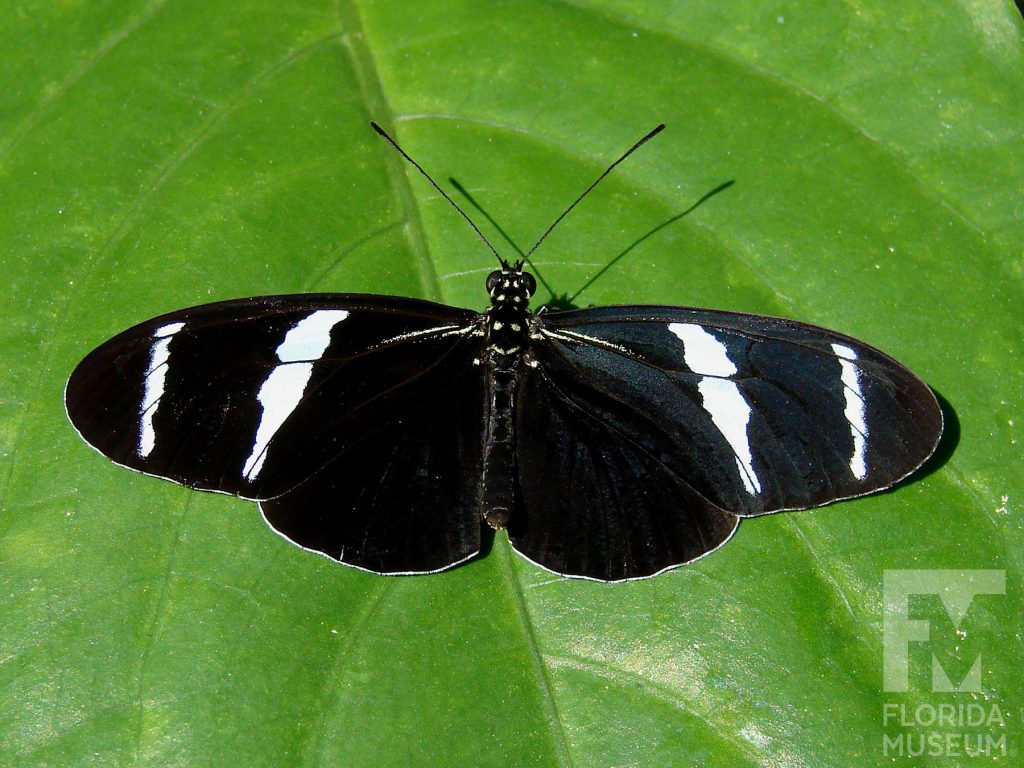Antiochus Longwing butterfly with open wings. Male and female butterflies look similar. Butterfly has long narrow wings. Wings are black with two white bands across the wings.