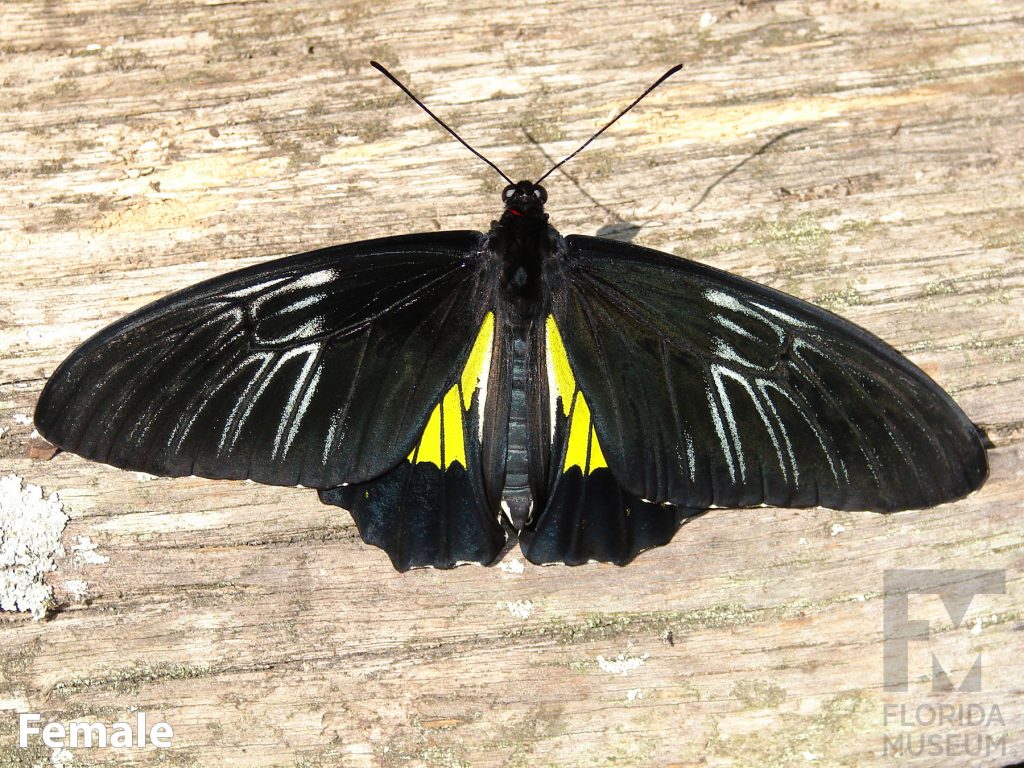 Female Golden Birdwing butterfly with open wings. Butterfly’s wing in long and narrow. Upper wing is black with faint white lines, the lower wing is small and yellow.