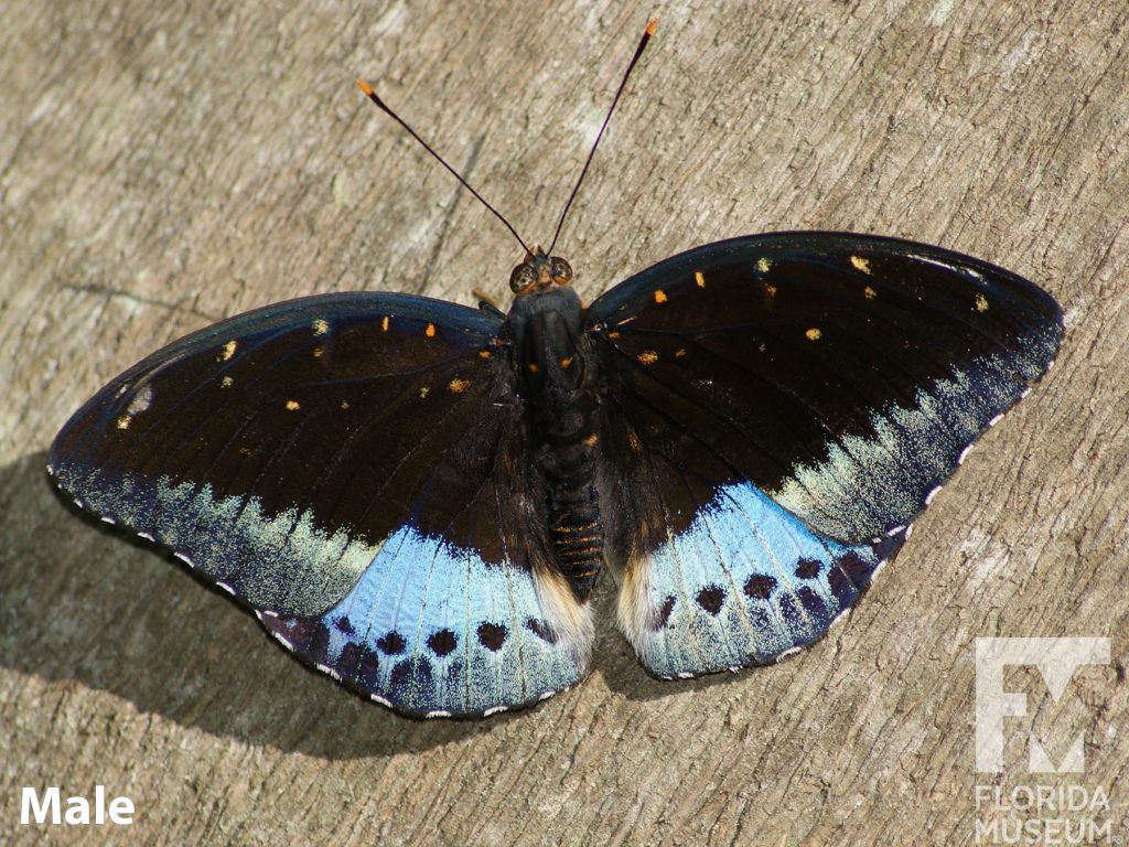 Male Archduke butterfly with open wings, Butterfly is black with small orange dots. There are blue and black markings along the butterfly wings.
