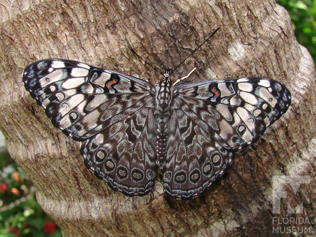 Guatamalan Cracker butterfly with open wings. Male and female butterflies look similar. Butterfly has mottled grey, blue, tan, and white wings with white markings heavier along the wing tips
