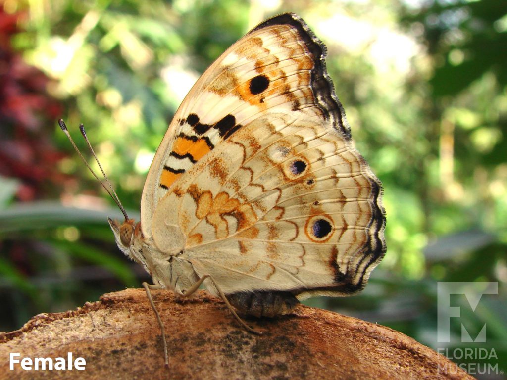 Female Blue Pansy butterfly with closed wings. Butterfly is light tan with many brown and orange markings