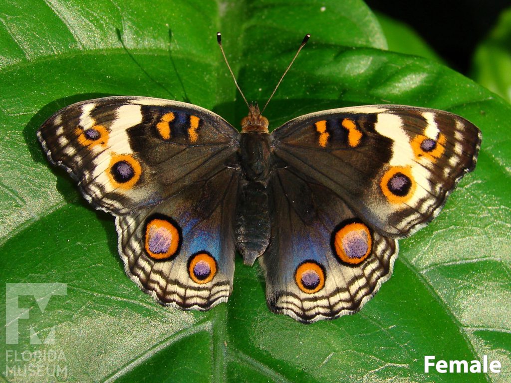 Female Blue Pansy butterfly with open wings. Butterfly is brown with tan, black, blue and orange markings. There are blue markings in the lower wing and several orange eyespots.