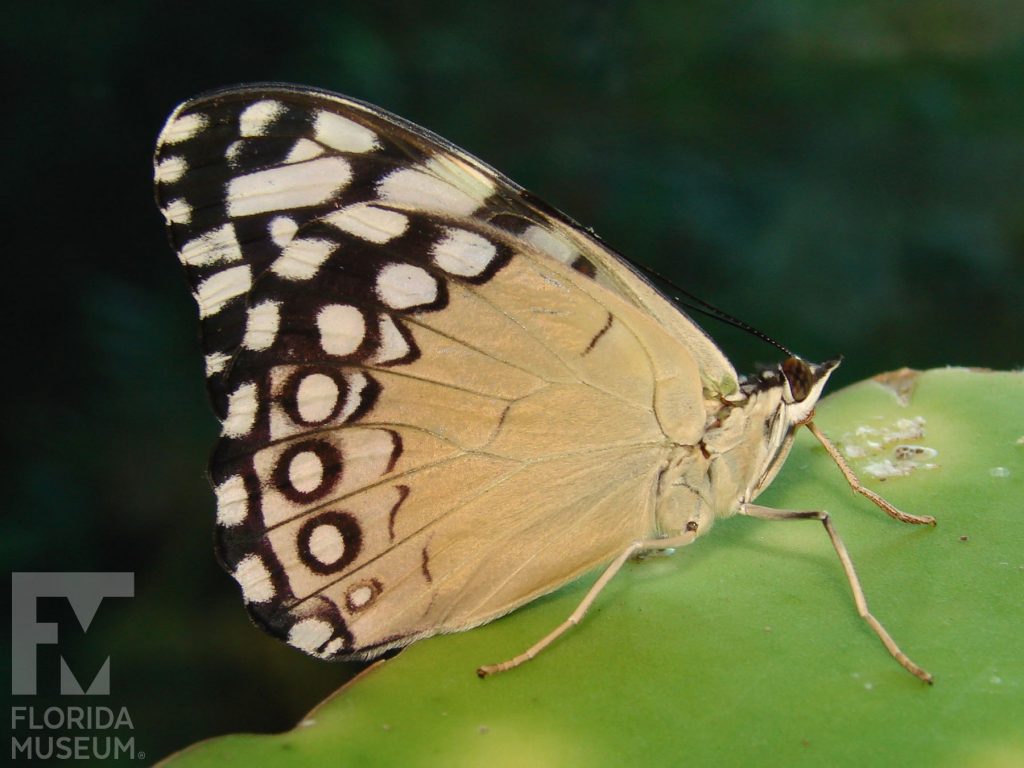 Guatamalan Cracker butterfly with closed wings. Male and female butterflies look similar. Butterfly has tan wings with white and dark brown marking on the upper wing.