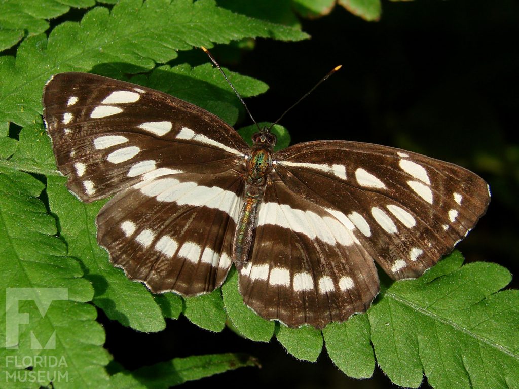 Common Sailor butterfly with open wings. Male and female butterflies look similar. Wings are brown with white markings set in horizontal stripes.