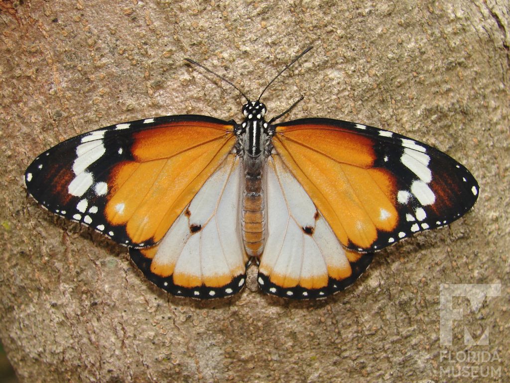 Plain Tiger butterfly with open wings. Butterfly is orange with black borders. The wing tips have many white spots. The lower wing is light orange.