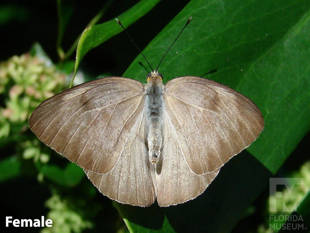 Female Great Southern White Butterfly with open wings. Butterflies is mottled brownish-tan