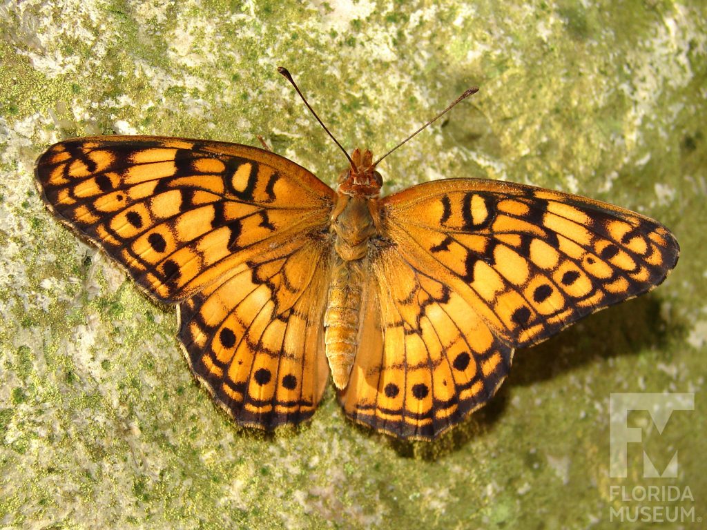 Variegated Fritillary butterfly with open wings. Male and female butterflies look similar. Butterfly is orange with many pale orange/yellow and black markings.