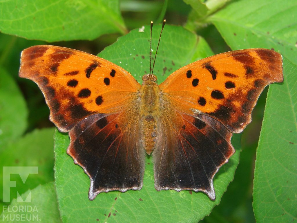 Question Mark Butterflies with open wings. Male & female butterfly look similar. Butterfly is orange with a reddish-brown border, the very outer edge of the wings are light grey. The wings are scattered with black markings.