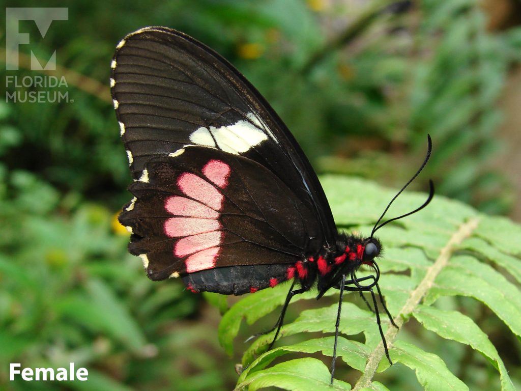 Female Pink Cattleheart butterfly with closed wings. Butterfly is black with white and pink bands and red markings on the body.