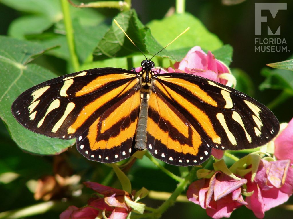 Tiger mimic Queen Butterfly. Male and Female butterflies look similar. With wings open the butterfly is orange with black stripes. The wing tips are black with yellow stripes. The edge lower wing has a row of black dots.