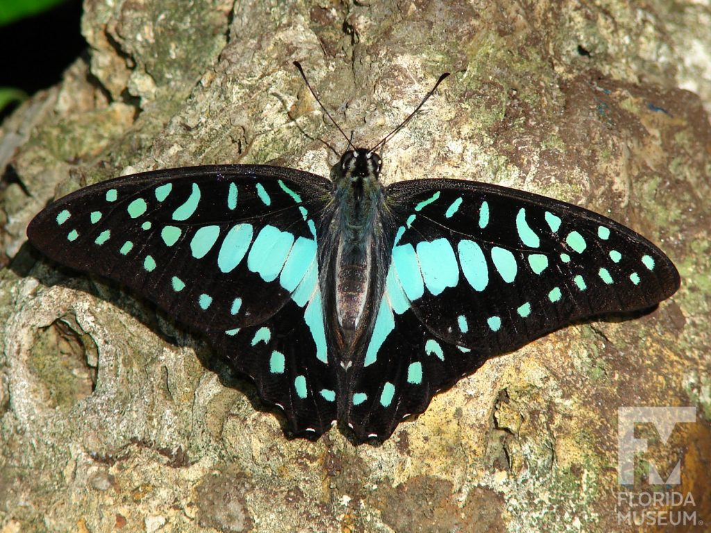 Common Jay Butterfly with its wings open. The butterfly is black with aqua blue markings.