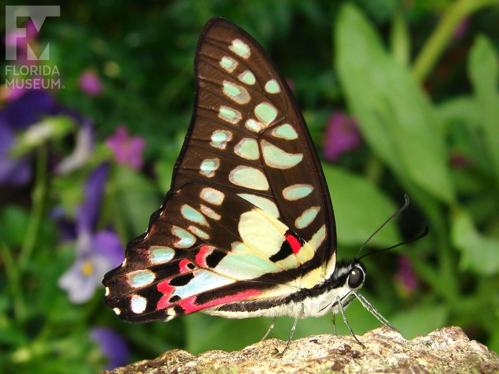 Common Jay Butterfly with wings closed. The butterfly is brown with pale cream and red markings. Some of the cream markings have a sea green or a yellow sheen.
