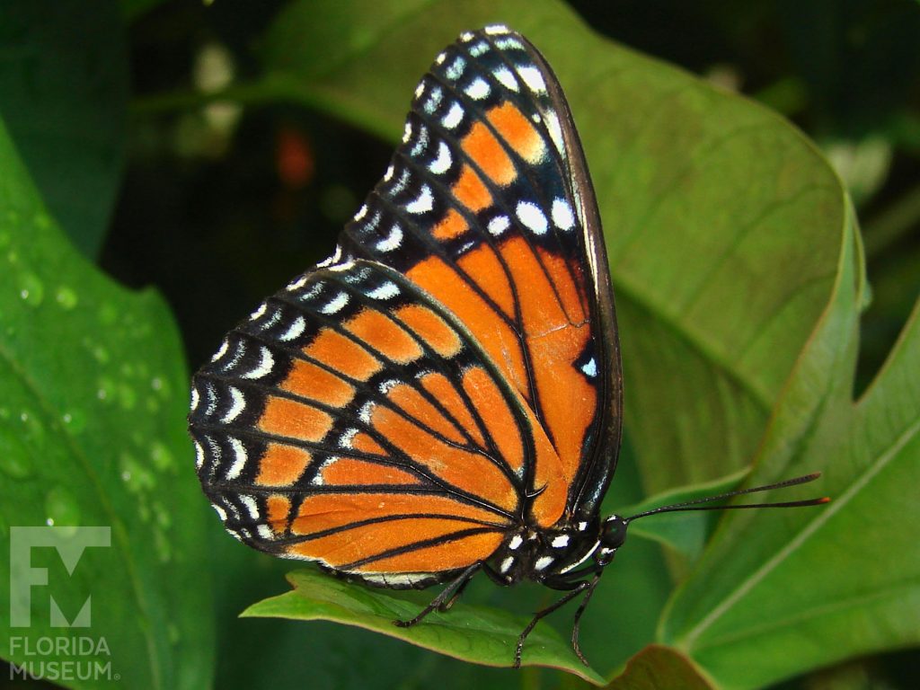 Viceroy Butterfly with wings closed. Male and Female butterflies look similar. The wings are orange with wide black veins. The wing edges are black with white markings.