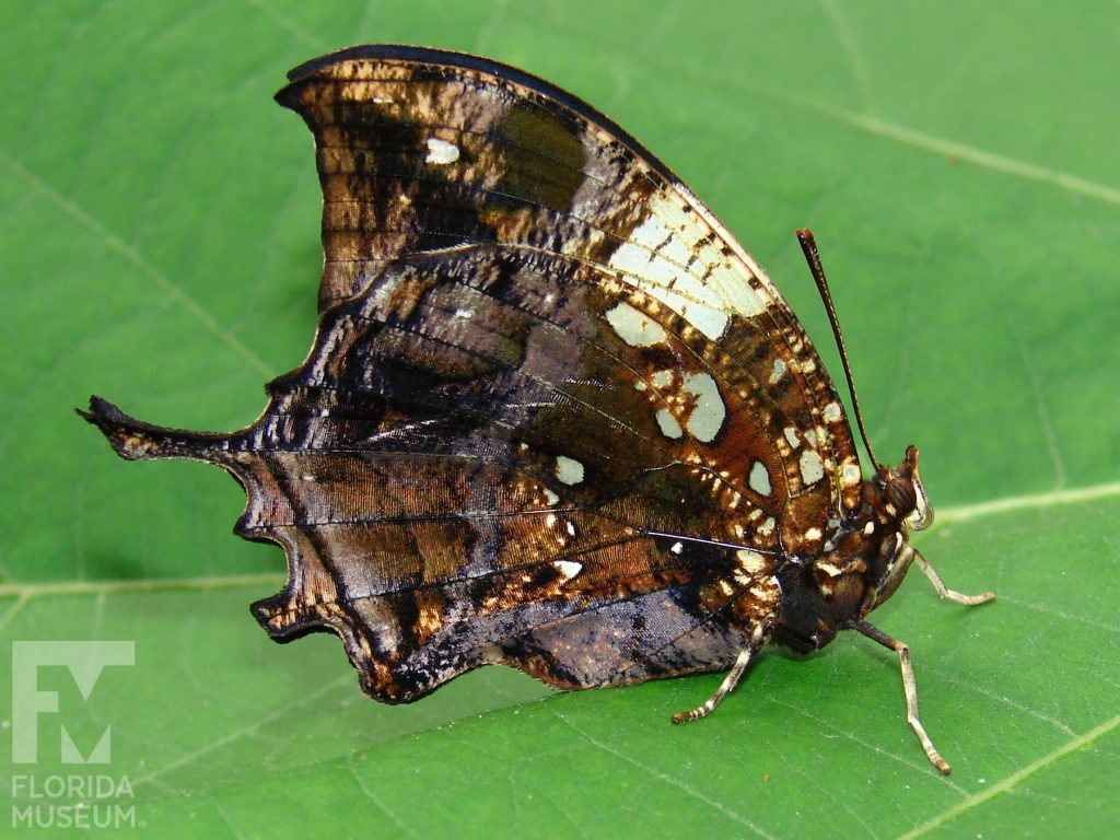 Silver-studded Leafwing Butterfly with wings closed butterfly is brown and looks like a leaf.