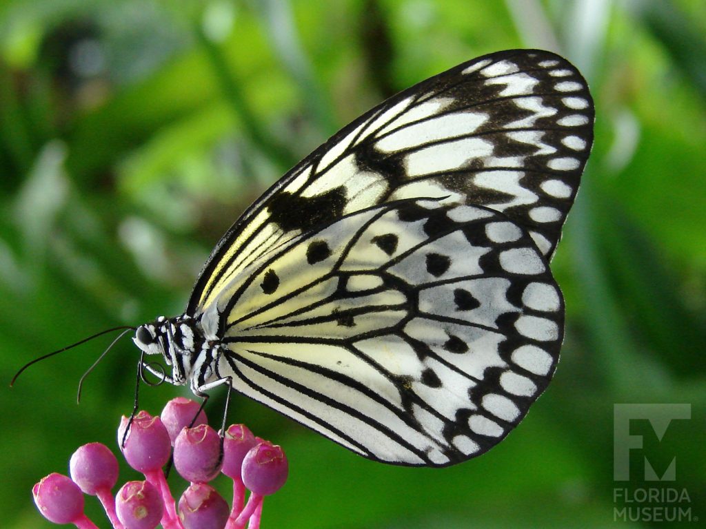Tree Nymph Butterfly with wings closed. The large wings are white/cream-colored with black veins and markings. A row of cream-colored ovals runs along the wing edges to form a distinct border. Male and Female butterflies look similar.