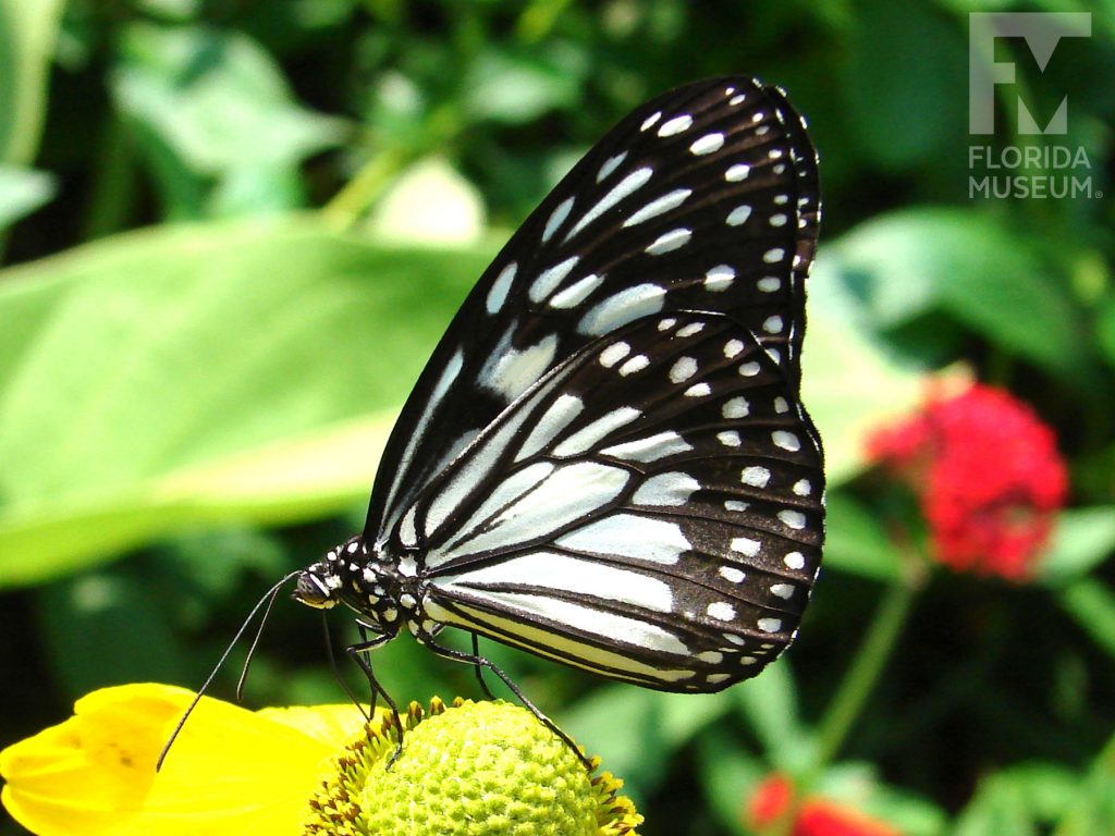 Wood Nymph Butterfly with wings closed. At the center near the body of the butterfly is white with wide black veins. The wide black border has two rows of small white dots.