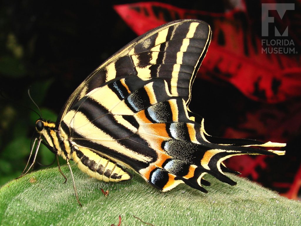 Three-tailed Tiger Swallowtail Butterfly. The lower wings end in three long thin points. With its wings closed the butterfly is brown/black yellow stripes.