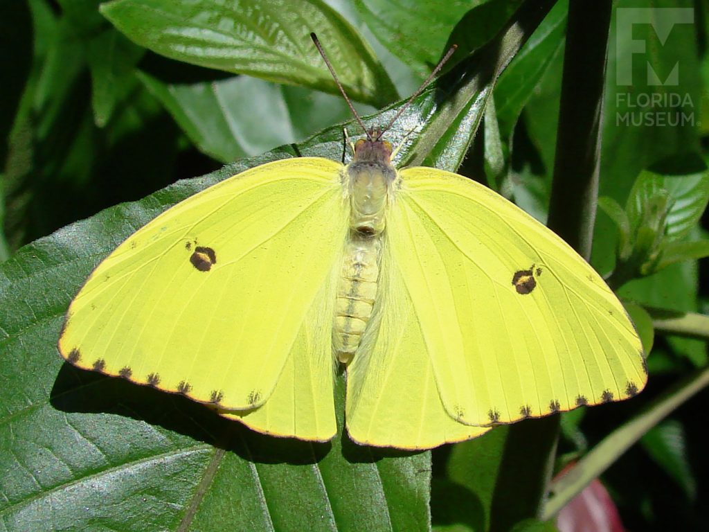 Cloudless Sulfur Butterfly with wings open. The butterfly is yellow with small dark spots.
