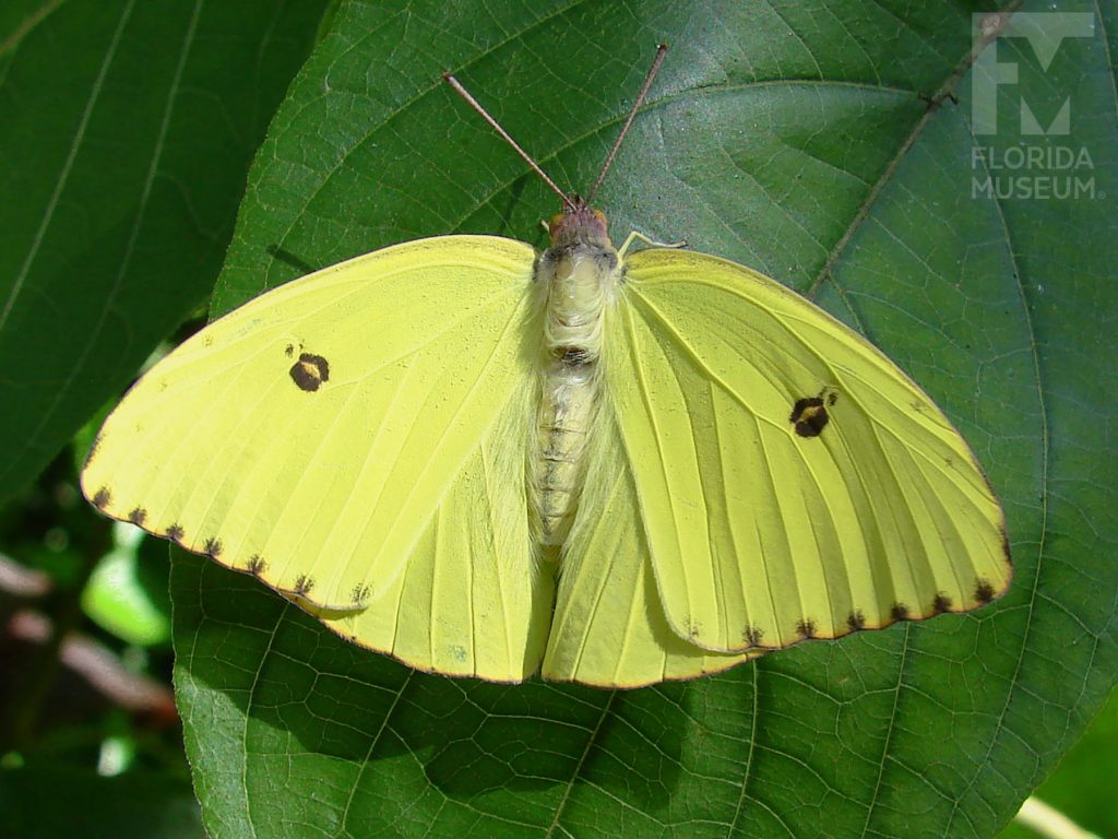 Cloudless Sulfur Butterfly with wings open. The butterfly is yellow with small dark spots.