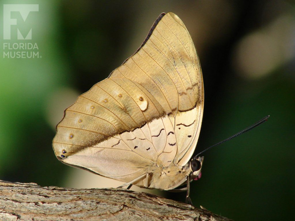 Silver King Shoemaker butterfly with closed wings. Male and female butterflies look similar. Wings are mottled light brown, lighter near the center of the wings near the body of the butterfly.