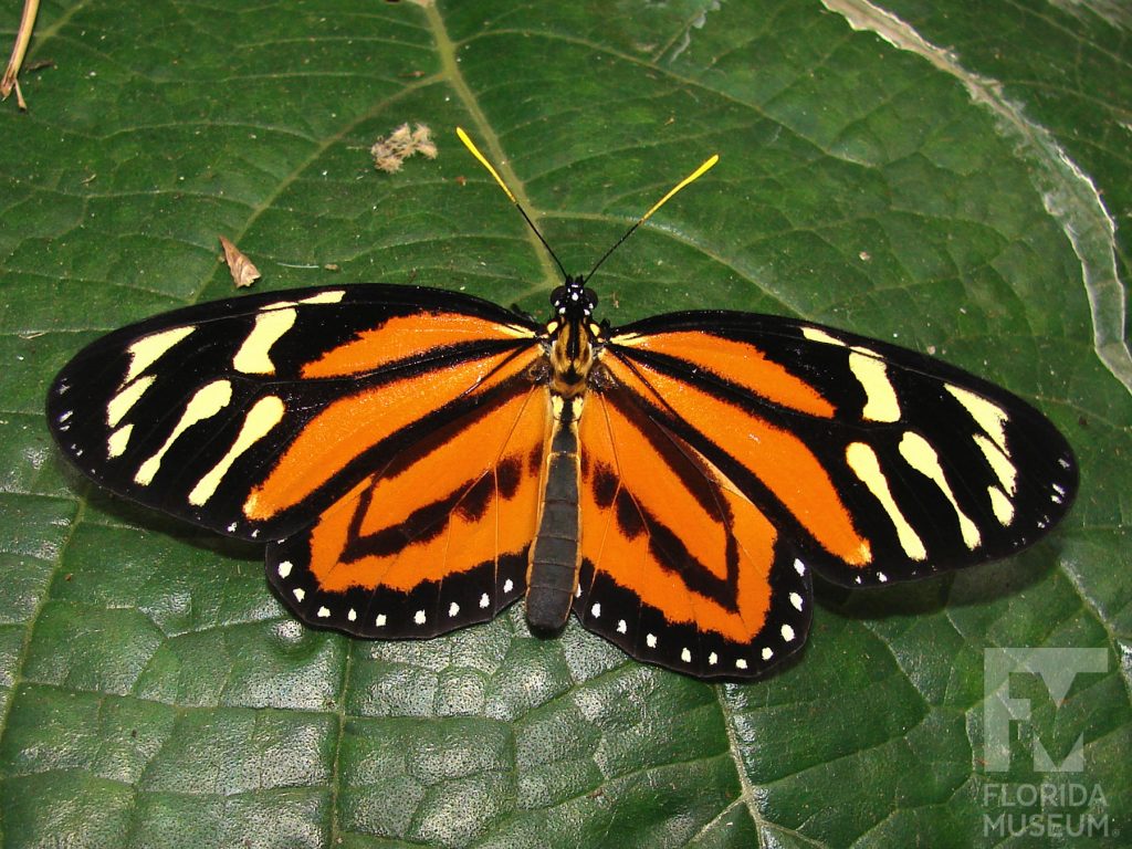 Tiger mimic Queen Butterfly. Male and Female butterflies look similar. With wings open the butterfly is orange with black stripes. The wing tips are black with yellow stripes. The edge lower wing has a row of black dots.