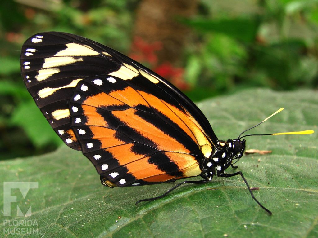 Tiger mimic Queen Butterfly. Male and Female butterflies look similar. With wings closed the butterfly is orange with black stripes. The wing tips are black with yellow stripes. The edge lower wing has a row of black dots. The body is black white white dots.