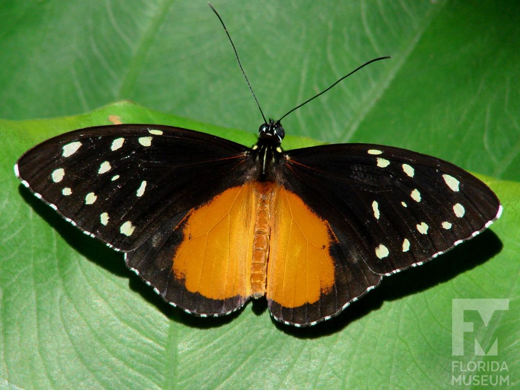Cream-spotted Tigerwing Butterfly. Male and Female butterflies look similar. With wings open the lower wing is orange with a black edge spirited with white dots. The upper wing is black scattered with pale-yellow dots.