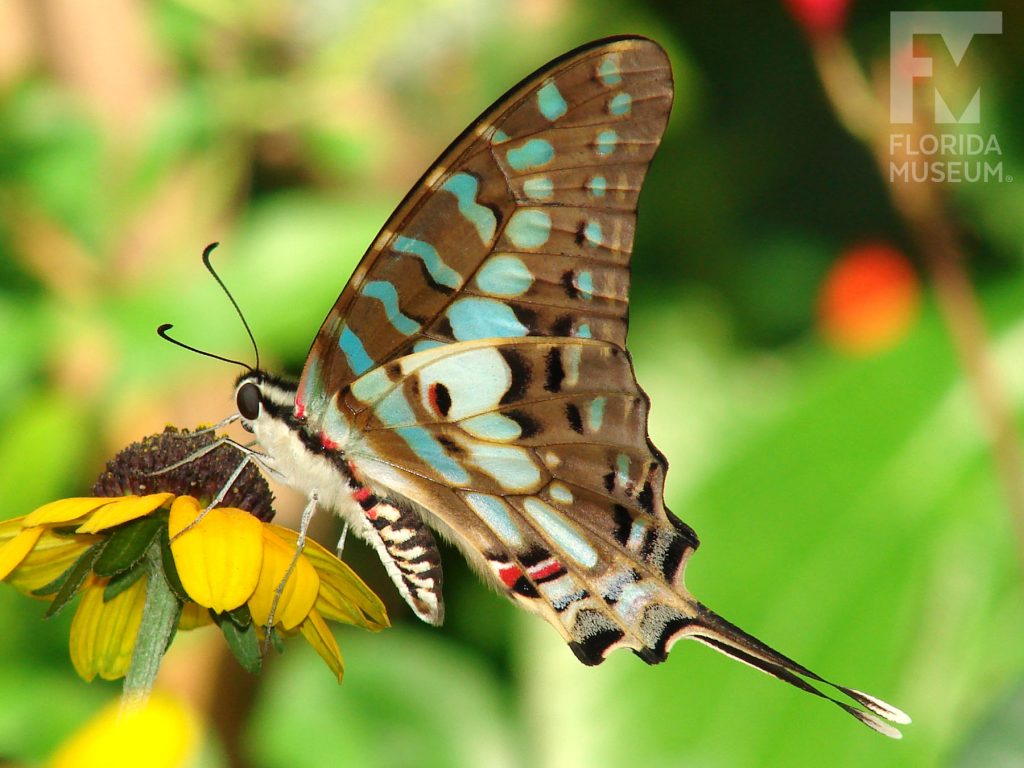 Large-striped Swordtail Butterfly with its wings closed. The lower wings end in a long thin point. Butterfly is light brown with pale green markings.