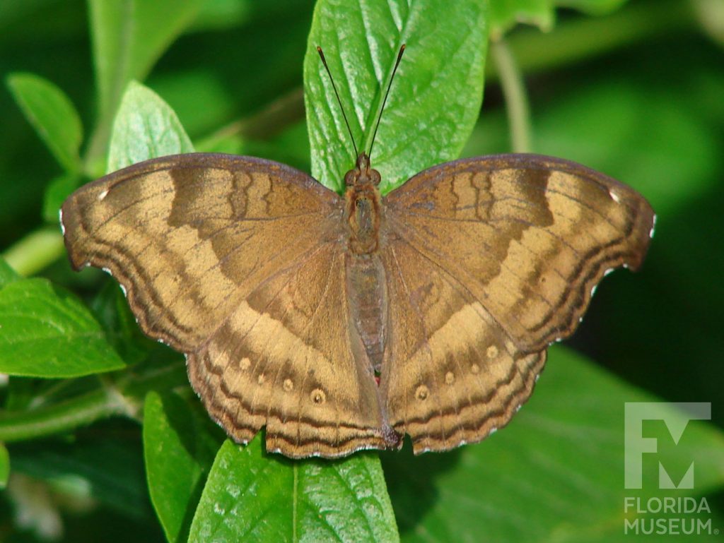 Chocolate Pansy butterfly with open wings. Male and female butterflies look similar. Butterfly is brown with both lighter and darker brown markings in stripes along the wing edges.