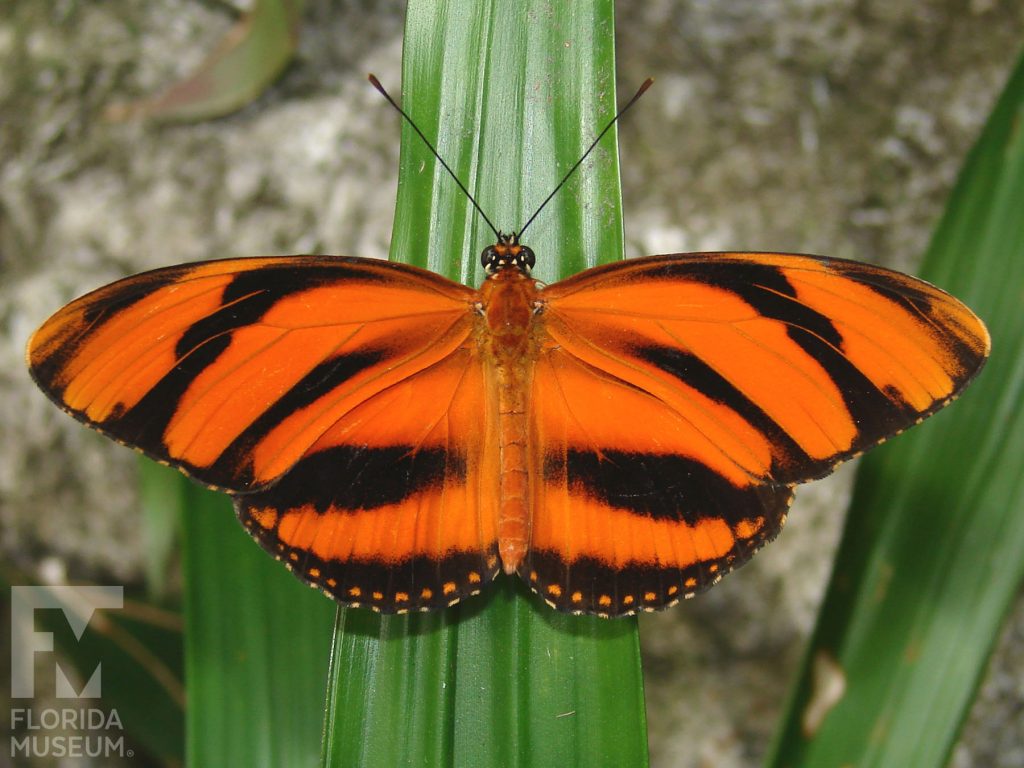 Banded Orange Butterfly with its wings open. The butterfly is orange with several wide black bands. The body is orange.