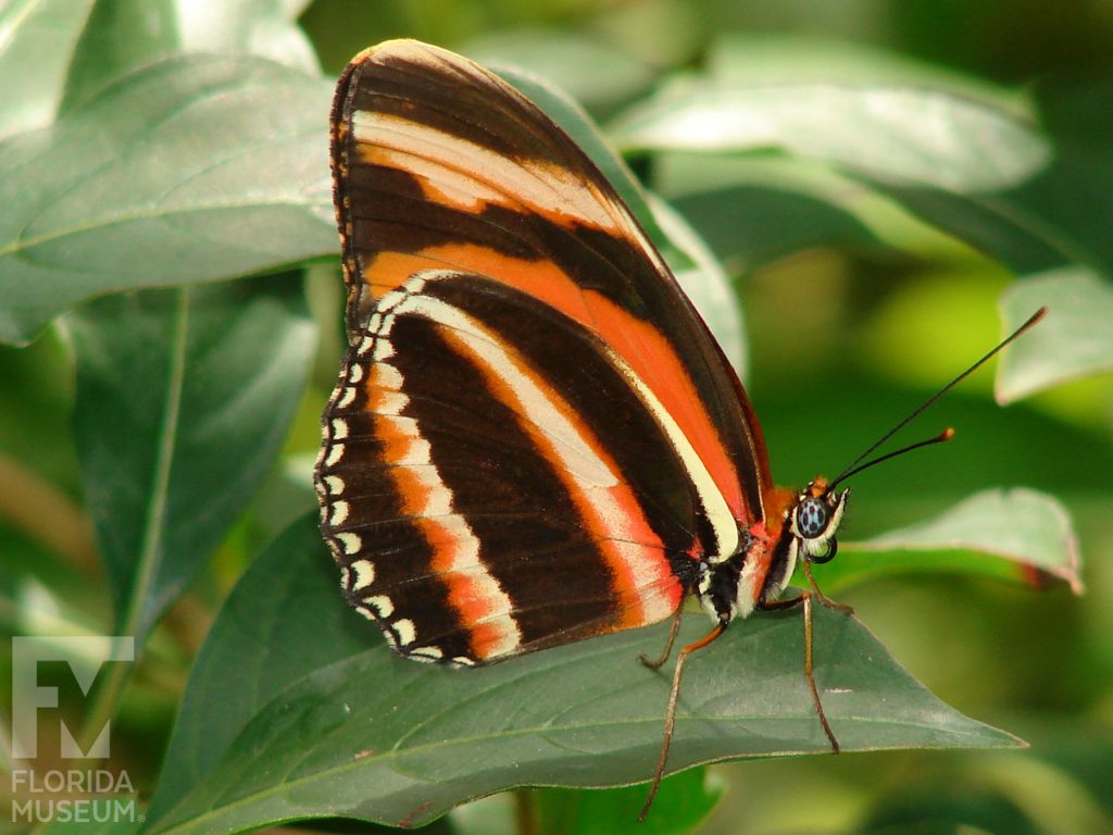 Banded Orange Butterfly with its wings closed. The wings are black with orange and cream-colored bands. The three color striped pattern continues on the body.