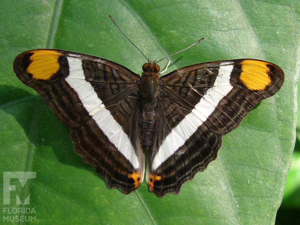Friar Butterfly with wings open. The butterfly is brown with dark brown stripes. A wide white strip runs down the center of the wing, a large yellow spot it on the wing tips.