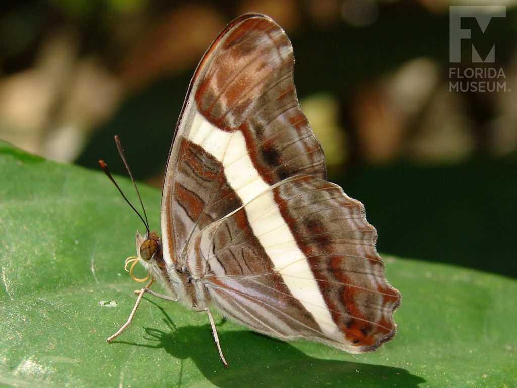 Friar Butterfly with wings closed. The butterfly is brown-grey with orange markings. A white white strip runs down the center of the wing.