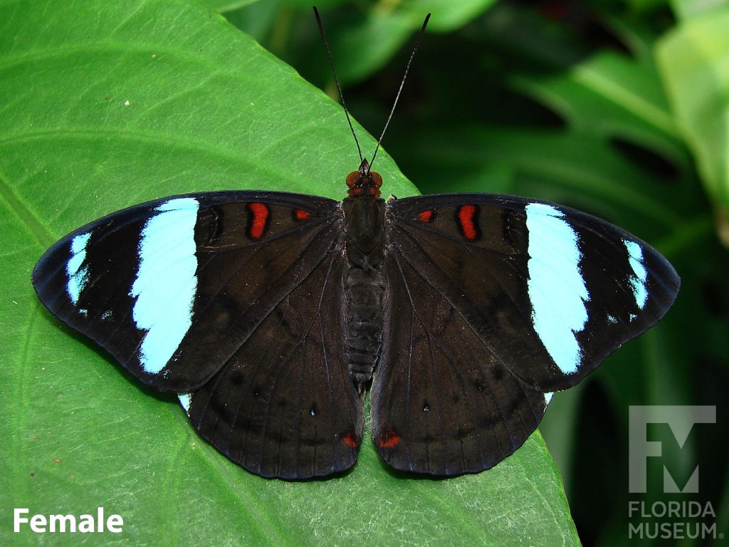 Female Common Olivewing butterfly with open wings. Butterfly is black with light iridescent blue bands near the wing tips and small red markings along the edges.