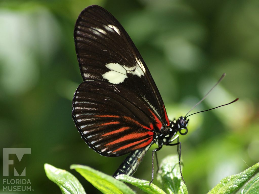 Doris Longwing Butterfly with its wings closed, the top long and narrow wing is black with a cream-colored bar. The bottom wing is black with a red marking, this marking can be blue, red, or green.