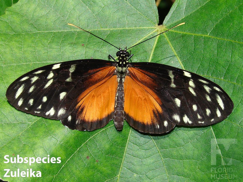 Golden Longwing butterfly Subspecies Zuleika with wings open. Butterfly is black with orange markings fanning out from the center and many cream-colored spots near the wing tips