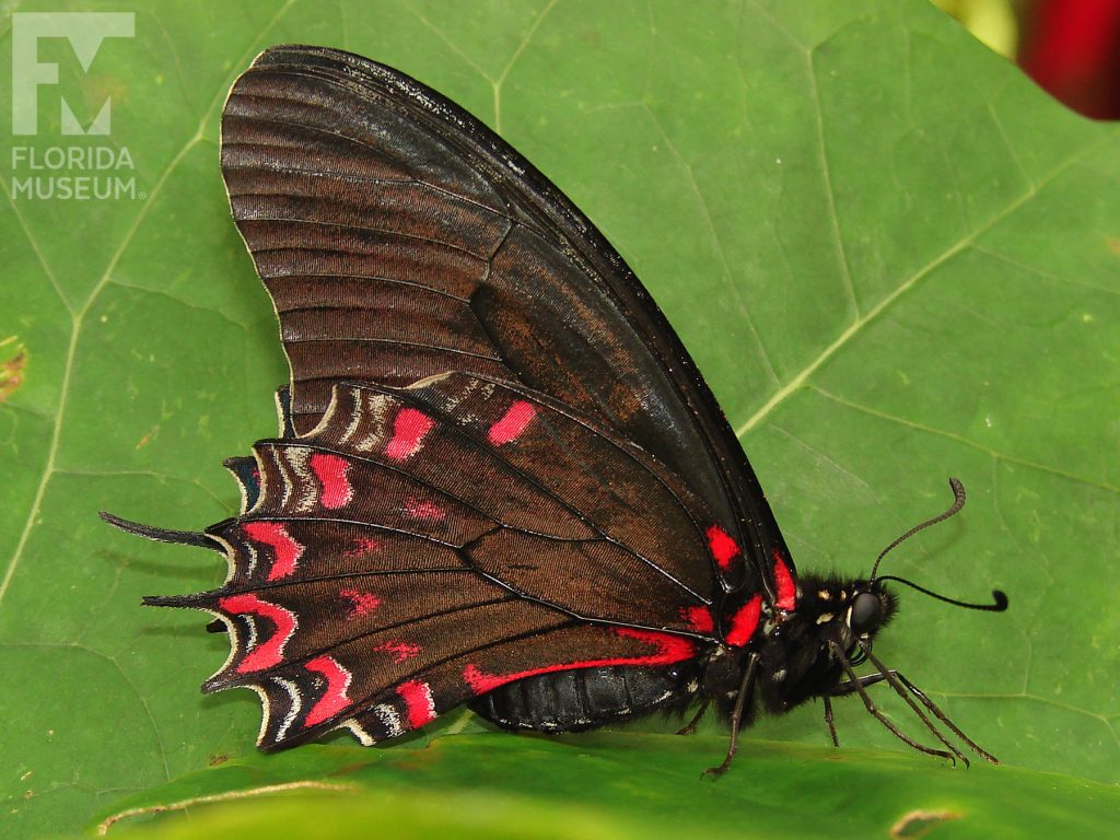 Crescent Swallowtail Butterfly with wings closed. Wings end in several thin points. The butterfly is brown/black with red markings along the edge of the lower wing and near the body.