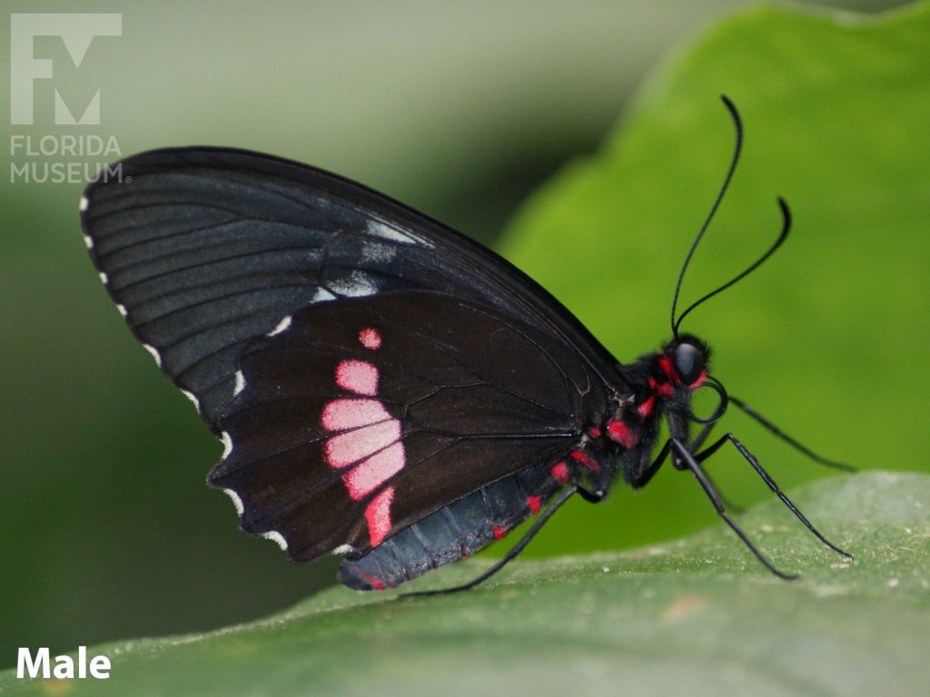 Male Pink Cattleheart butterfly with closed wings. Butterfly is black with pink bands and red markings on the body.