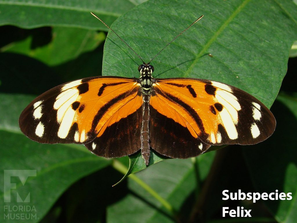 Golden Longwing butterfly Subspecies Felix with wings open. Butterfly is black with orange markings fanning out from the center and cream-colored bands and spots near the wing tips