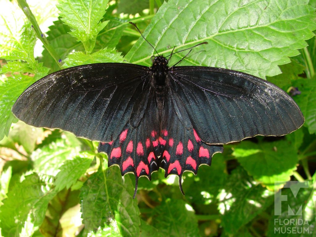 Crescent Swallowtail Butterfly with wings open. Wings end in several thin points. The butterfly is black with red markings on the lower wing.