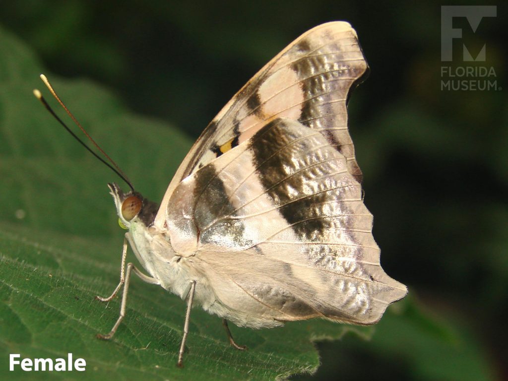 Female Silver Emperor butterfly ID photo with closed wings. Wings are mottled tan and grey.
