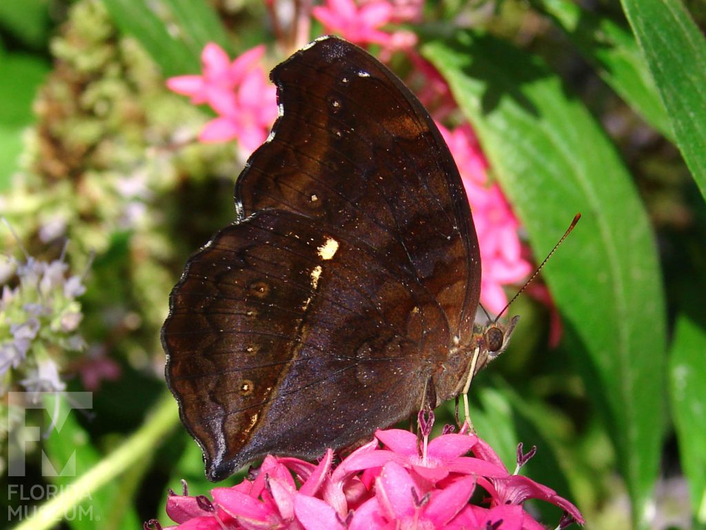Chocolate Pansy butterfly with closed wings. Male and female butterflies look similar there is variation between butterflies. Butterfly is dark brown with subtle lighter brown markings