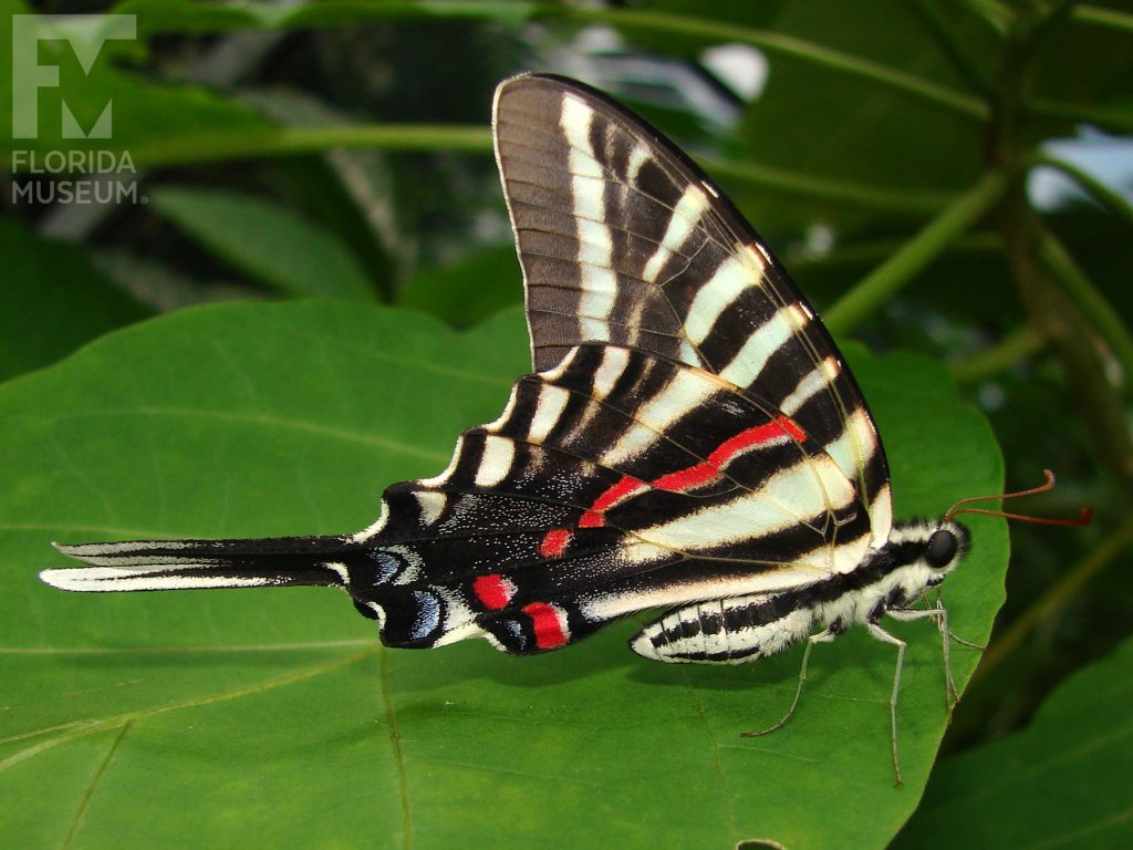 Zebra Swallowtail with wings closed. Male and female butterflies look similar. Butterfly has long ’Swallowtail’ that ends in a point. Wings are black with white stripes and red spots.