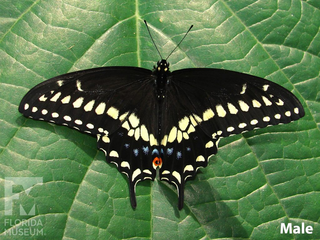 Male Black Swallowtail butterfly with open wings. Butterfly is black with many yellow and blue markings along the edges. The wings end in a single long point.