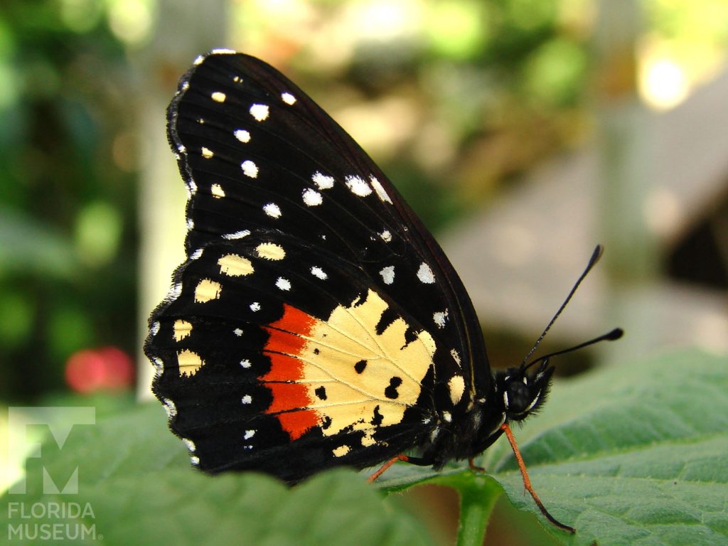 Crimson Patch butterfly with closed wings. Male and female butterflies look similar. Butterfly is black sprinkled with small white dots. At the center of the wings near the body is a large yellow patch with an orange stripe.