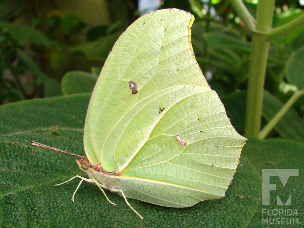 Yellow-angled Sulfur butterfly with closed wings. Male and female butterflies look similar. Butterfly is with yellow-green with a singe small brown dot at the center of the upper wing.